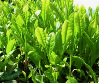 FRAGANCIA ÁRBOL DE TÉ Y JENGIBRE 100 ml
